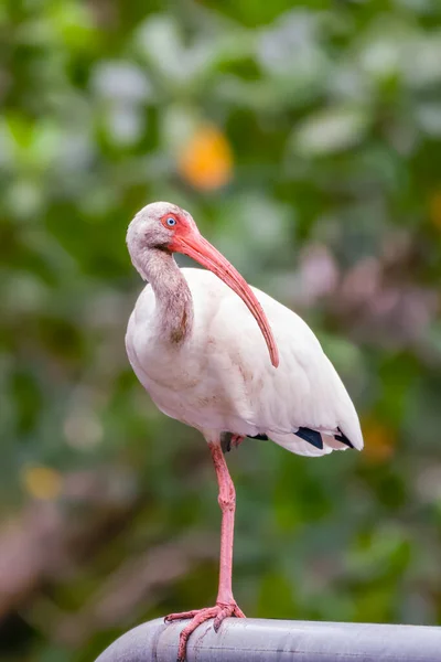 Ibis Blanc Amérique Eudocimus Albus Reposant Sur Une Jambe Ding — Photo