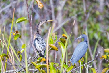 Anhinga (Anhinga anhinga) ve Küçük mavi balıkçıl (Egretta caerulea) Büyük Kıbrıs Ulusal Koruma Alanındaki bir ağaç dalına tünemişlerdir. Florida mı? ABD