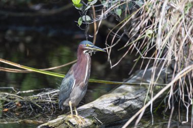 Yeşil balıkçıl (Butorides virescens) devrilmiş bir ağaçta oturuyor. Büyük Cypress Ulusal Koruma Alanı. Florida mı? ABD 