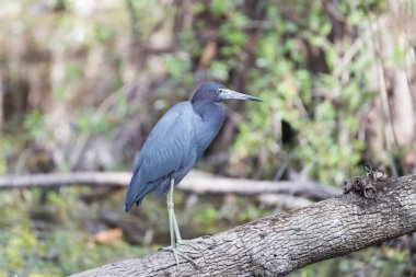 Küçük Mavi Balıkçıl (Egretta caerulea) devrilmiş bir ağaca tünemiş. Büyük Cypress Ulusal Koruma Alanı. Florida mı? ABD