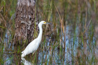 Snowy egret (Egretta thula) standing in the water. Big Cypress National Preserve. Florida. USA clipart