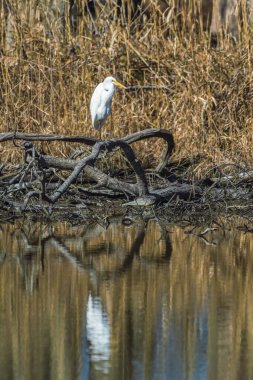 Büyük balıkçıl (Ardea alba) Chesapeake ve Ohio Kanalı Ulusal Tarih Parkı 'nda tek ayak üzerinde dinleniyor. Maryland. ABD 