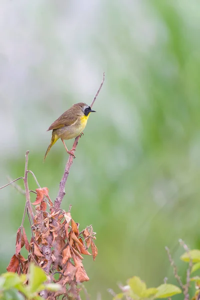 Самці Звичайного Жовтого Горла Geothlypis Trichas Сидять Гілці Дерева Національний — стокове фото