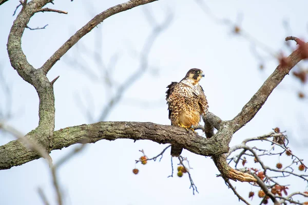 Falcão Peregrino Falco Peregrinos Sentado Galho Árvore Refúgio Nacional Vida — Fotografia de Stock