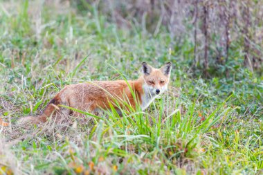 Red Fox (Vulpes vulpes) posing in the grass. Bombay Hook National Wildlife Refuge. Delaware. USA
