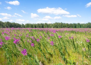 Güneşli bir yaz gününde çiçek açan bir ateş otu tarlası, seçici bir odak noktası..