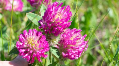 Çayırda açan kırmızı yonca çiçekleri, yakın plan, seçilmiş odak.