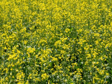 Çiçek açan kanola ya da tecavüz tohumu, bir parça alan, seçilmiş odak.