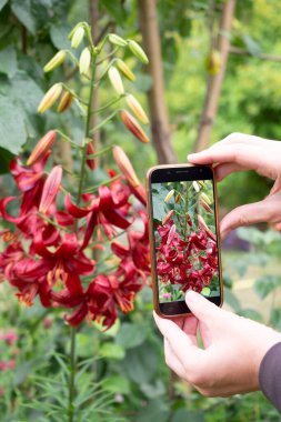 Akıllı telefonu kamera olarak kullanmak. İnsan elleri bahçede çiçek açan kırmızı zambakların fotoğrafını çeker, yakın plan, dikey görüntü, seçici odak.