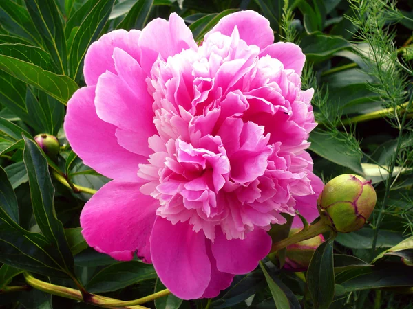 Peonía rosa suave — Foto de Stock
