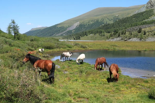 Cavalos nas montanhas — Fotografia de Stock