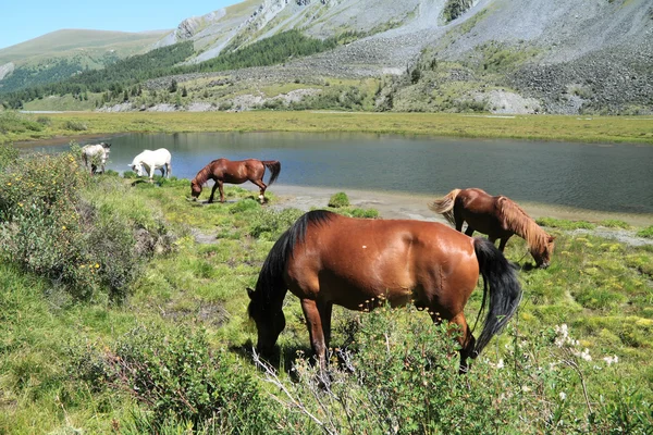 Hästar i bergen — Stockfoto