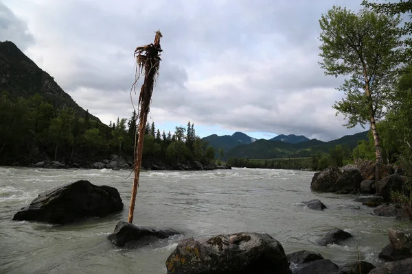 Ani Dağ Nehrinin Ortasındaki Bir Taşın Üzerindeki Sıra Dışı Kuru — Stok fotoğraf