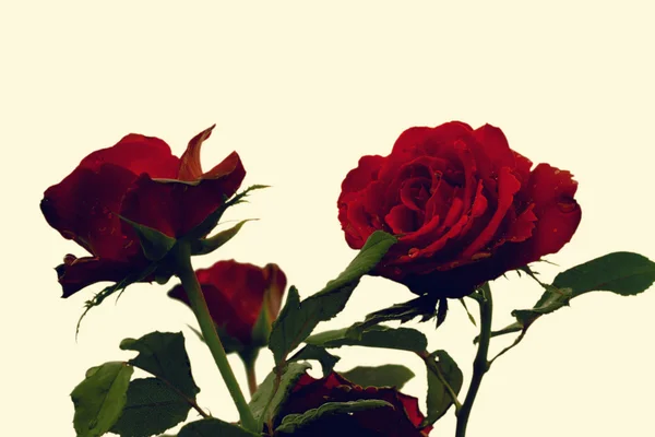 Bright red roses — Stock Photo, Image