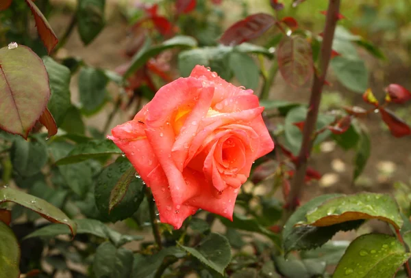 Lonely scarlet rose — Stockfoto