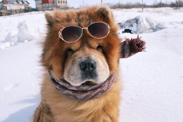 Pes na zimní procházce — Stock fotografie