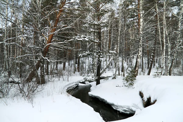 Spring in a wood — Stock Photo, Image