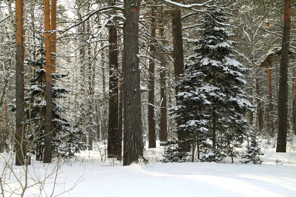 Dog runs on a winter wood — Stock Photo, Image