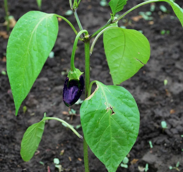 Mutfak bahçesinde genç patlıcan