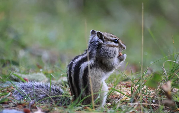 Chipmunk  with a nut — Stock Photo, Image