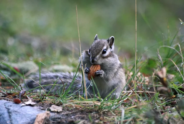 Chipmunk  with a nut — Stock Photo, Image