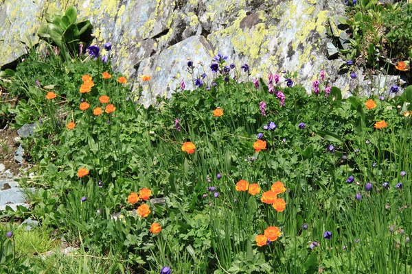 Blomster Trollius asiaticus i bjergene - Stock-foto