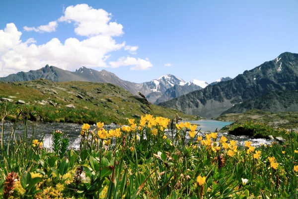 Žluté tulipány na pozadí hory — Stock fotografie