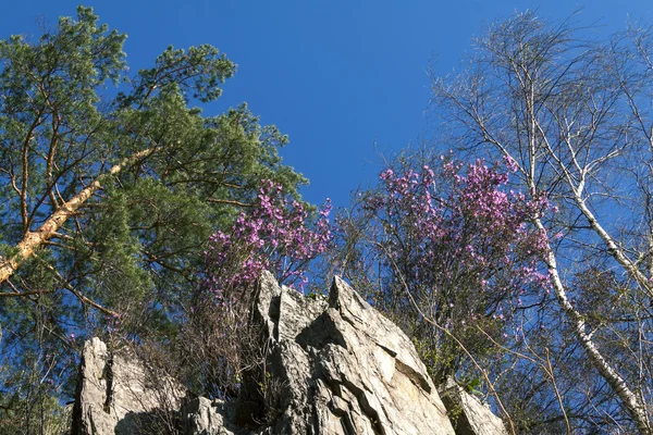 Arbusto colorido de um rododendro — Fotografia de Stock