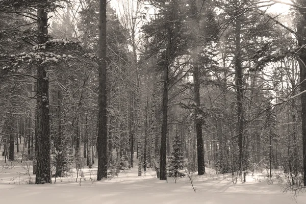 Winter hout in een sneeuw — Stockfoto