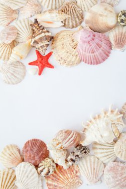 kabukları ve deniz yıldızı