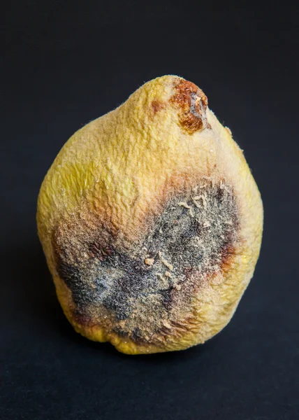 bir siyah çürük Ayva