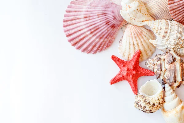 kabukları ve deniz yıldızı