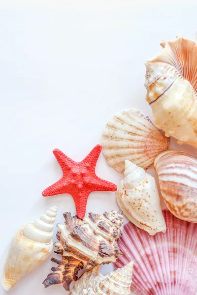 kabukları ve denizyıldızı dikey beyaz kağıda