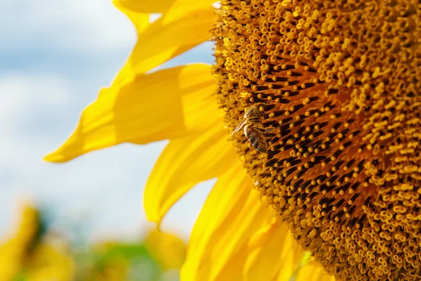 Ayçiçeğindeki arı