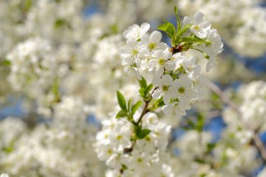 Çiçekli ağaç dalı, yakın plan çekim.