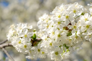 Çiçekli ağaç dalı, yakın plan çekim.