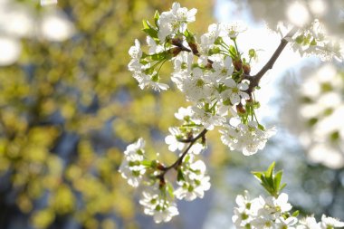 Çiçekli ağaç dalı, yakın plan çekim.