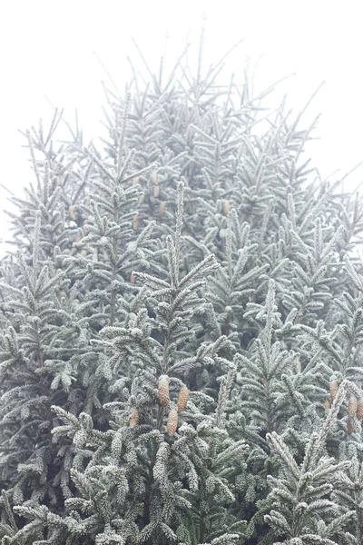 在森林自然背景 复制空间 圣诞节和新年观念中 带有锥形结霜的冷杉树枝与藤蔓在一起 — 图库照片