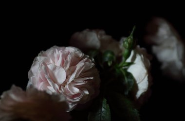 Siyah arka planda izole güller, koyu huysuz çiçek kompozisyonu barok sanatsal rembrandt ışıklandırma stili, güzel sanat tasarımı