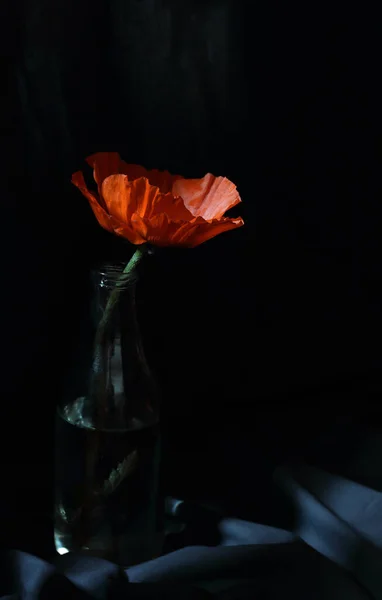 Piros Mák Elszigetelt Fekete Háttérrel Sötét Hangulatú Virágkompozíció Barokk Művészeti — Stock Fotó