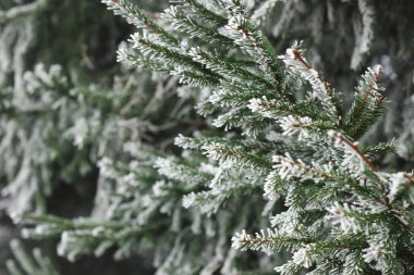 Kozalaklı firavun ağacı dalı ormandaki rime bulanmış arka plan dokusu, yakın plan, kopyalama alanı, kış tatili: Noel ve yeni yıl konsepti