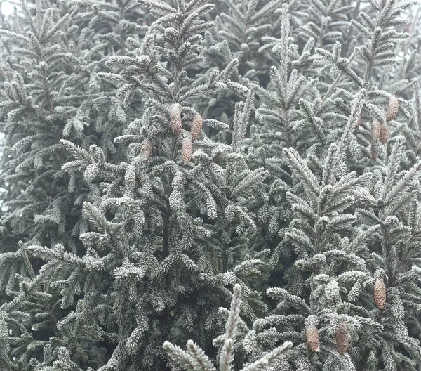 Gałąź Jodłowa Szyszkami Zarośnięta Szronem Lesie Natura Tło Tekstura Zbliżenie — Zdjęcie stockowe