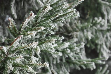 Kozalaklı firavun ağacı dalı ormandaki rime bulanmış arka plan dokusu, yakın plan, kopyalama alanı, kış tatili: Noel ve yeni yıl konsepti