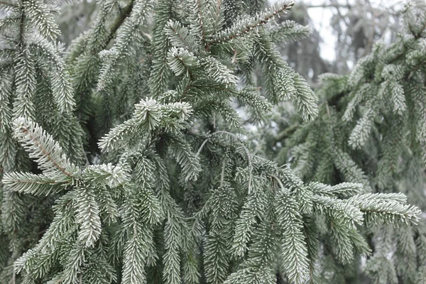 Fir Tree Branch Cones Hoarfrosted Rime Forest Nature Background Texture — Stock Photo, Image