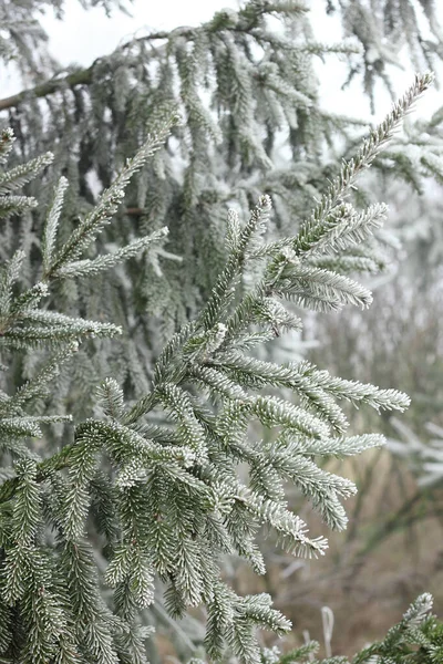 Sapin Branche Cerclée Avec Rime Sur Fond Forêt Gros Plan — Photo