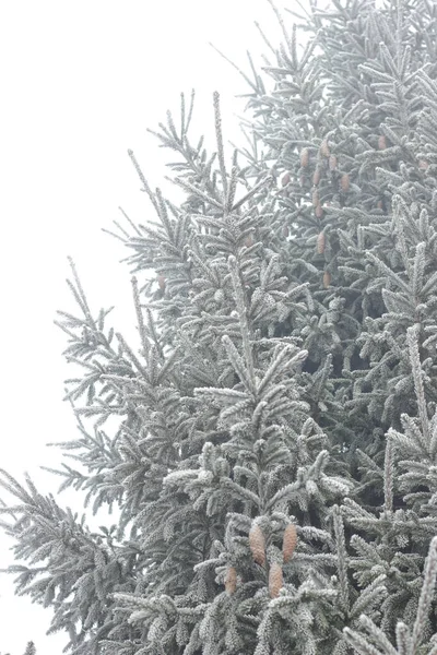 Branche Arbre Sapin Avec Des Cônes Dépoli Avec Rime Dans — Photo