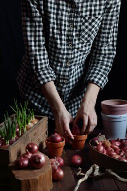 Bahar yeşili filizler için kırmızı soğan eken bir kadın yemek, ev içi bahçe konsepti, karamsar arka plan, yüzü olmayan bir vücut parçası, dikey.