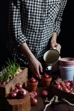 Bahar yeşili filizler için kırmızı soğan eken bir kadın yemek, ev içi bahçe konsepti, karamsar arka plan, yüzü olmayan bir vücut parçası, dikey.
