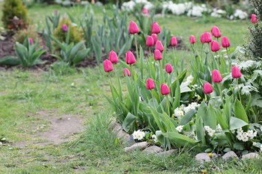 Baharda bahçenin dışında çiçek açan bir sürü kırmızı laleyle bahçenin dışında beyaz çuha çiçeği, açık hava terapisi ve bahar çiçeği konseptiyle.
