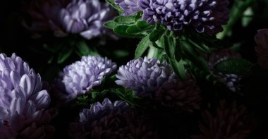 Botanik karamsar karamsar pankart veya arkaplan efsunlu leylak aster, yakın plan, kopya alanı, sera ve kapalı bahçe konsepti, karamsar çiçek açan tasarım